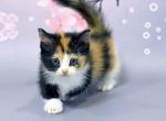 Eva - Munchkin Cat For Sale - Pembroke Pines&comma; FL&comma; US