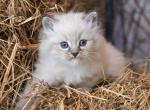 Eric - Siberian Cat For Sale - Pembroke Pines&comma; FL&comma; US