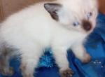 Sealpoint Girl - Siamese Cat For Sale - Walterboro&comma; SC&comma; US