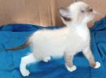 Sealpoint Snowshoe Boy1 - Snowshoe Cat For Sale - Walterboro&comma; SC&comma; US