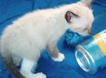 Sealpoint Snowshoe Boy3 - Snowshoe Cat For Sale - Walterboro&comma; SC&comma; US