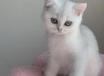 Lisa - British Shorthair Cat For Sale - Brooklyn&comma; NY&comma; US