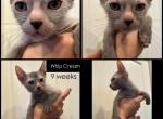 Whip Cream - Lykoi Cat For Sale - Loveland&comma; CO&comma; US