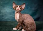 Snikers - Devon Rex Cat For Sale - Norwalk&comma; CT&comma; US