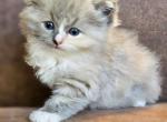 Blue mitted sepia torbie - Ragdoll Cat For Sale - Farmville&comma; VA&comma; US