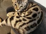 Atreus - Bengal Cat For Sale - Lusby&comma; MD&comma; US