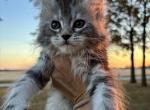 Samson - Maine Coon Cat For Sale - Kansas City&comma; MO&comma; US