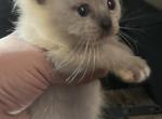 ON HOLD Black collar Kats ravishing ragdoll - Ragdoll Cat For Sale - Lancaster&comma; PA&comma; US