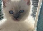 Green collarRagdoll kitten Kats Ravishing Ragdolls - Ragdoll Cat For Sale - Lancaster&comma; PA&comma; US