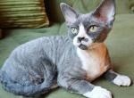 Akira - Devon Rex Cat For Sale - Williamsburg&comma; VA&comma; US