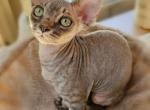 Alton - Devon Rex Cat For Sale - Williamsburg&comma; VA&comma; US
