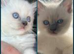 2 male Ragdoll kittens Kats Ravishing Ragdolls - Ragdoll Cat For Sale - Lancaster&comma; PA&comma; US