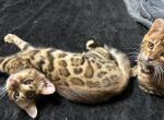 Sheba kittens - Bengal Cat For Sale - Lorena&comma; TX&comma; US
