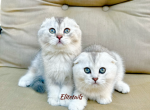 Scottish fold Chinchilla kittens - Scottish Fold Cat For Sale - Thornton&comma; CO&comma; US