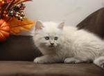 Holland of Romanov Dynasty - Siberian Cat For Sale - Ashburn&comma; VA&comma; US