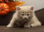 Hermes of Romanov Dynasty - Siberian Cat For Sale - Ashburn&comma; VA&comma; US