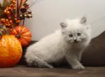Helisent of Romanov Dynasty - Siberian Cat For Sale - Ashburn&comma; VA&comma; US