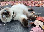 Rosie - Minuet Cat For Sale - West Branch&comma; MI&comma; US