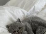 Sebastiana - Exotic Cat For Sale - Roseville&comma; CA&comma; US