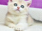 Dasha - British Shorthair Cat For Sale - Brooklyn&comma; NY&comma; US