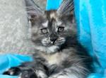Amelie - Maine Coon Cat For Sale - Brooklyn&comma; NY&comma; US