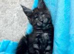 Aslan - Maine Coon Cat For Sale - Brooklyn&comma; NY&comma; US