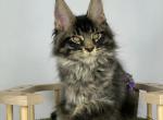 Flint - Maine Coon Cat For Sale - Brooklyn&comma; NY&comma; US