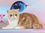 Yasimon - Exotic Cat For Sale - Brooklyn&comma; NY&comma; US
