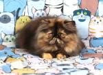 Tabby - Persian Cat For Sale - Brooklyn&comma; NY&comma; US