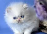 Leroy - Persian Cat For Sale - Brooklyn&comma; NY&comma; US