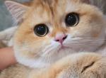 DARLING - British Shorthair Cat For Sale - Los Angeles&comma; CA&comma; US