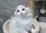 choco - Ragdoll Cat For Sale - Los Angeles&comma; CA&comma; US