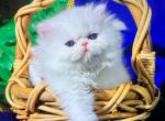 White blue eyes dollface persian male available - Persian Kitten For Sale - San Jose&comma; CA&comma; US