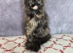 Queen - Maine Coon Cat For Sale - Staten Island&comma; NY&comma; US