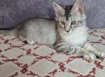Quntessa - Maine Coon Cat For Sale - Staten Island&comma; NY&comma; US