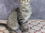 Queta - Maine Coon Cat For Sale - Staten Island&comma; NY&comma; US