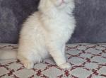 Quest - Maine Coon Cat For Sale - Staten Island&comma; NY&comma; US