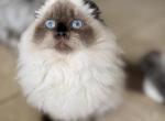 Scottish Kilt Fold Non Standard girl - Scottish Fold Cat For Sale - Sun City Center&comma; FL&comma; US