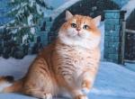 Osmand - British Shorthair Cat For Sale - Los Angeles&comma; CA&comma; US