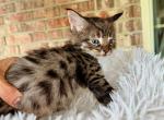 A boy Savannah F2 - Savannah Cat For Sale - Grant Valkaria&comma; FL&comma; US