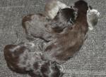 Bella Litter - Maine Coon Cat For Sale - Union City&comma; MI&comma; US