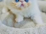 Harrys and Hiro - Persian Cat For Sale - Houston&comma; TX&comma; US