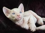 Ximon - Donskoy Cat For Sale - Pembroke Pines&comma; FL&comma; US