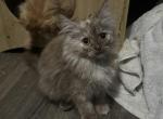 Simbas Crew - Maine Coon Cat For Sale - Finland&comma; MN&comma; US