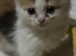 Munchkin Madness - Munchkin Cat For Sale - Finland&comma; MN&comma; US