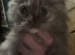 Scottish Sweets - Scottish Fold Cat For Sale - Finland&comma; MN&comma; US