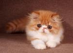 Charley - Persian Cat For Sale - Pembroke Pines&comma; FL&comma; US
