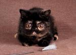 Cindy - Exotic Cat For Sale - Norwalk&comma; CT&comma; US