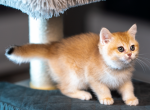 Roach - British Shorthair Kitten For Sale - East Lansing&comma; MI&comma; US