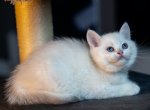 Leo - British Shorthair Cat For Sale - East Lansing&comma; MI&comma; US